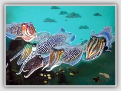 Sepia Tintenfische